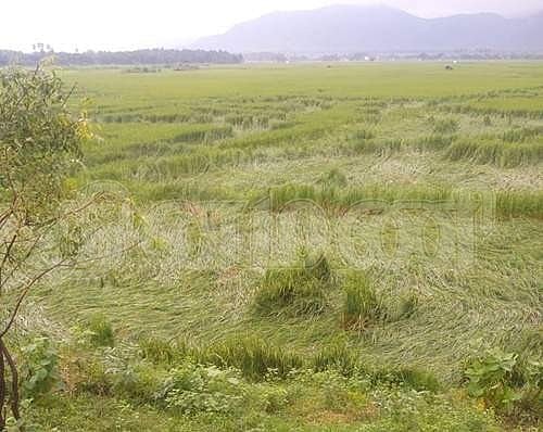 மேற்குத் தொடர்ச்சி மலையில் 7ஆவது நாளாகத் தொடரும் கனமழை: தாமிரவருணியில் தொடர் வெள்ளப்பெருக்கு