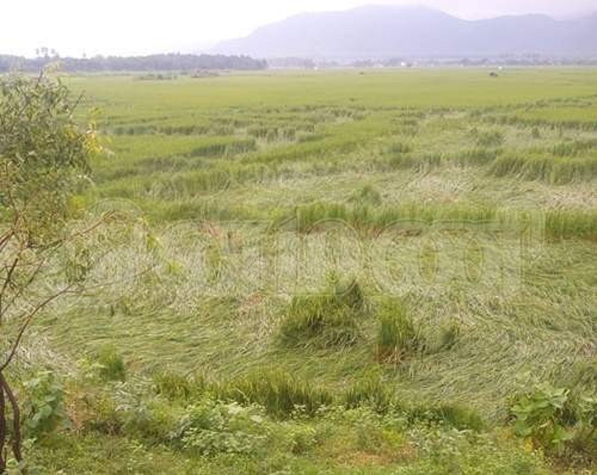 மேற்குத் தொடர்ச்சி மலையில் 7ஆவது நாளாகத் தொடரும் கனமழை: தாமிரவருணியில் தொடர் வெள்ளப்பெருக்கு