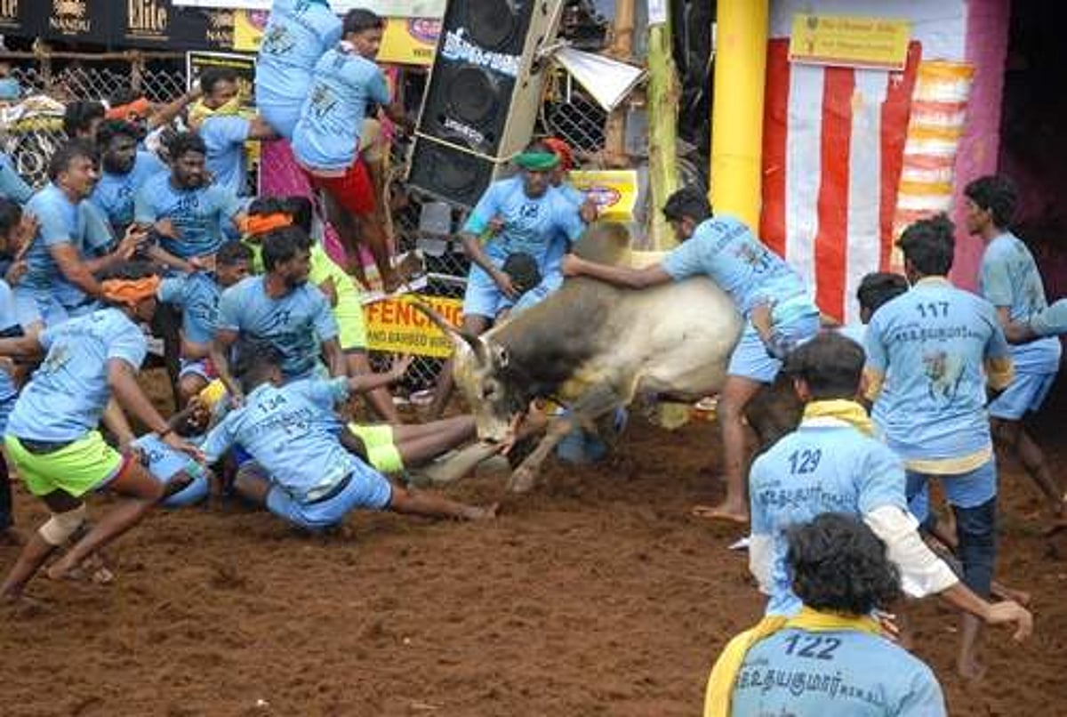 உலக பிரசித்தி பெற்ற பாலமேடு ஜல்லிக்கட்டு தொடங்கியது