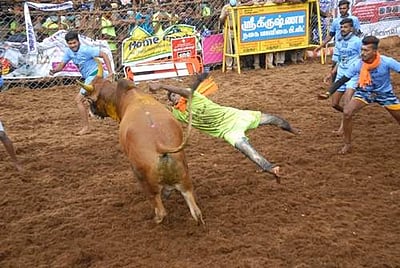 பாலமேடு ஜல்லிகட்டு போட்டி:  7 வீரர்கள் காயம்