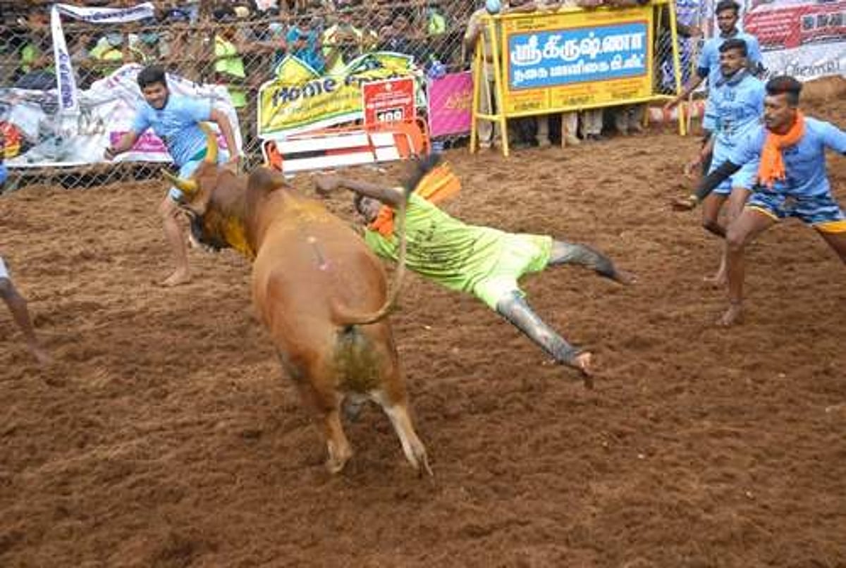 பாலமேடு ஜல்லிகட்டு போட்டி: 7 வீரர்கள் காயம்