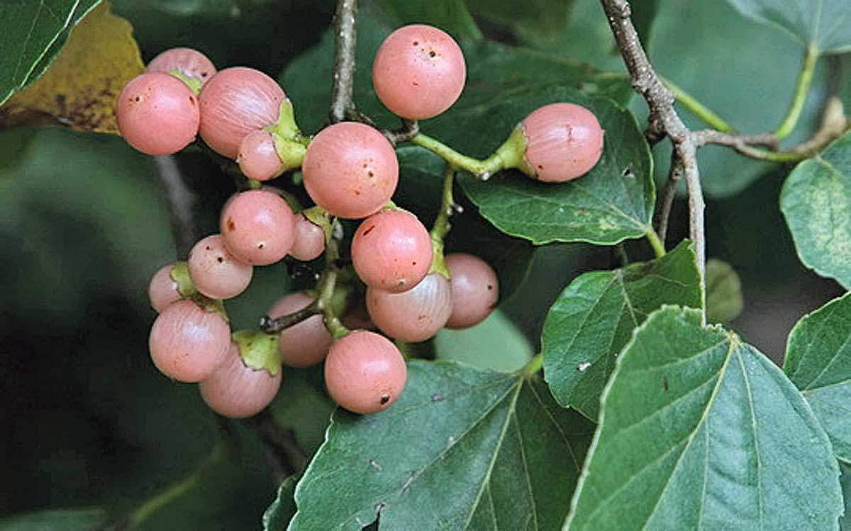 மரங்களின் வரங்கள்!: பலம் பல தரும் - நறுவல்லி மரம் - தினமணி