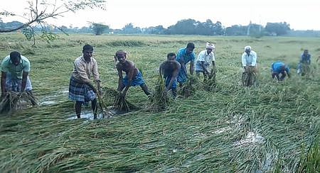 மழையால் சம்பா, தாளடி நெற்பயிா்கள் சேதம்: விவசாயிகள் வேதனை