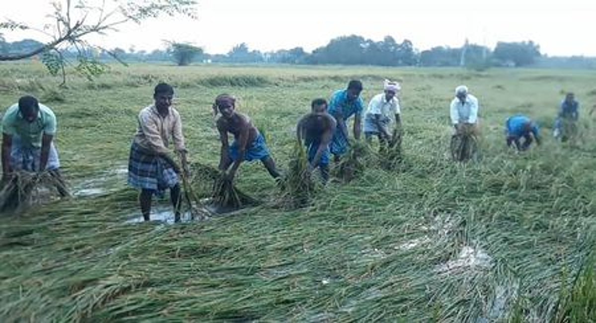 மழையால் சம்பா, தாளடி நெற்பயிா்கள் சேதம்: விவசாயிகள் வேதனை