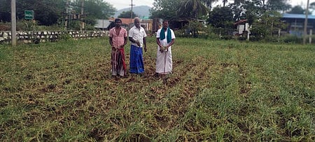 தொடா்மழையால்  மூழ்கிய நெற்பயிா்கள், வெங்காயம்