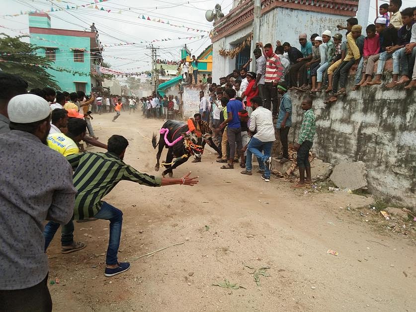 மாட்டுப் பொங்கல்: எருது விடும் விழாவில் உற்சாகம்