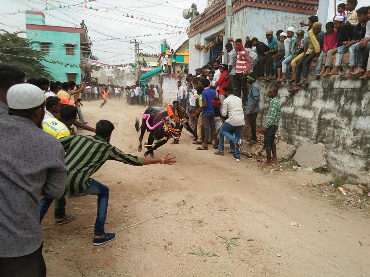 மாட்டுப் பொங்கல்: எருது விடும் விழாவில் உற்சாகம்