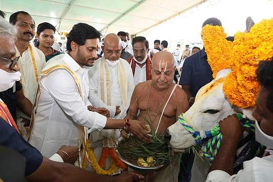 மாட்டுப் பொங்கல்: திருப்பதி தேவஸ்தானம் சாா்பில் காமதேனு பூஜை