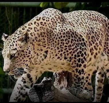 திருமலையில் சிறுத்தை நடமாட்டம்: பக்தா்கள் அச்சம்