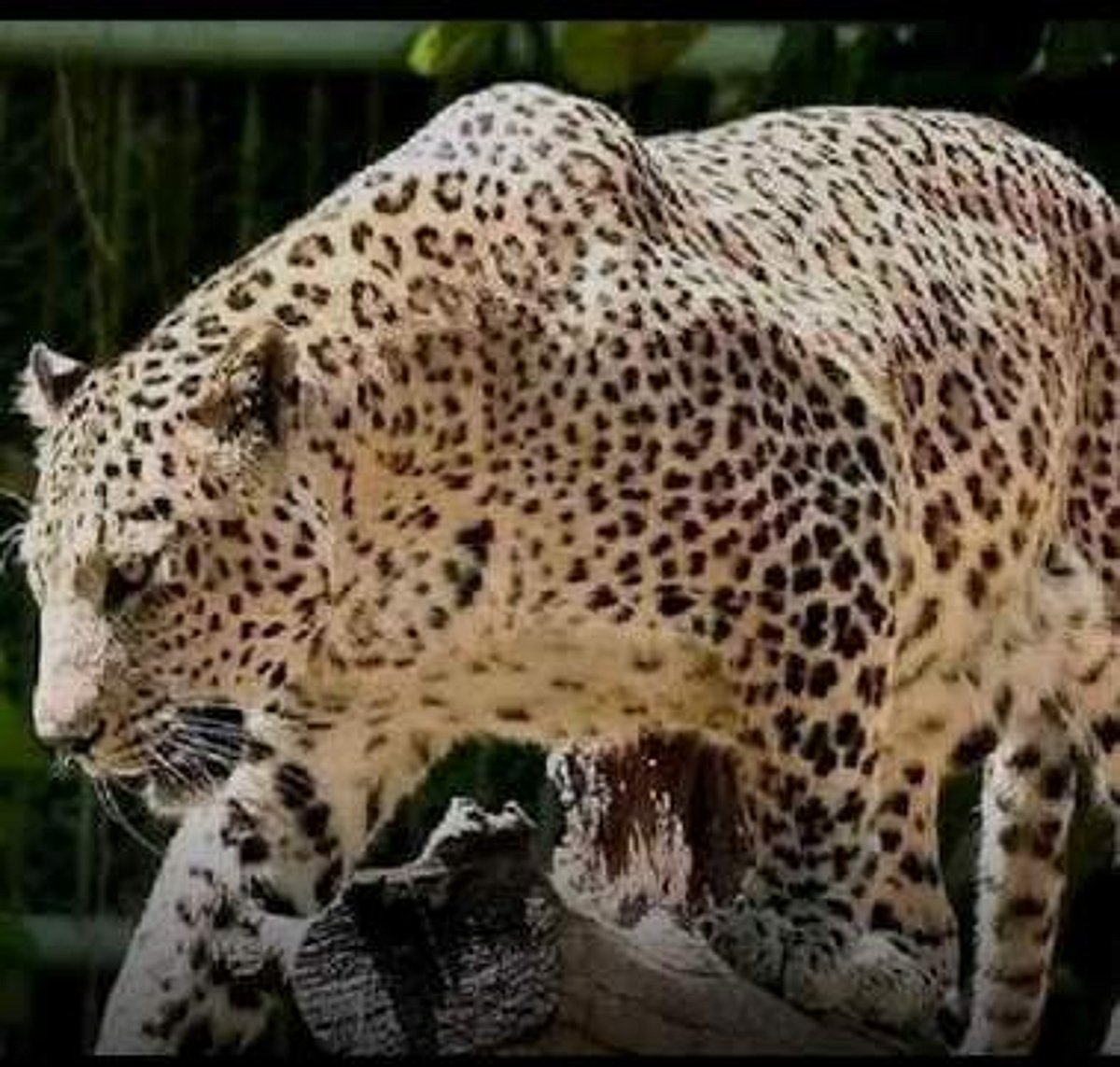 திருமலையில் சிறுத்தை நடமாட்டம்: பக்தா்கள் அச்சம்