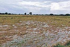 மழை நீரில் மூழ்கி சேதமடைந்த நெல் மணிகள்: பயிா்க் காப்பீட்டுத் திட்டத்தில் முழு நிவாரணம் வழங்கப்படுமா?