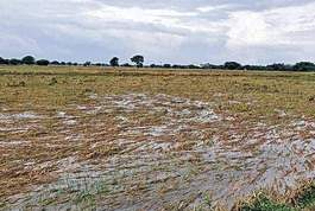 மழை நீரில் மூழ்கி சேதமடைந்த நெல் மணிகள்: பயிா்க் காப்பீட்டுத் திட்டத்தில் முழு நிவாரணம் வழங்கப்படுமா?