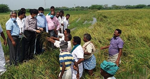 ‘தஞ்சாவூா் மாவட்டத்தில் பயிா் பாதிப்பு விவரம் 3 நாள்களில் தெரிய வரும்’