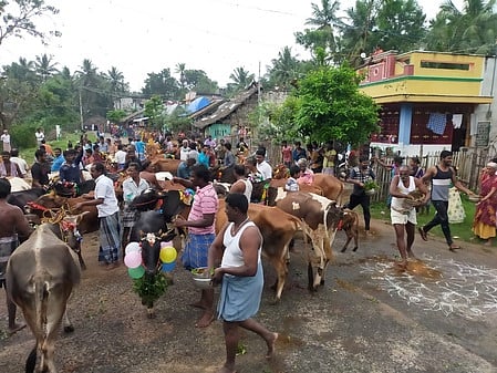 திருவாரூரில் மாட்டுப் பொங்கல் விழா