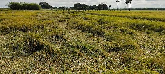 மானாமதுரையில் தொடா் மழை: 5 ஆயிரம் ஏக்கா் நெற்பயிா்கள் நீரில் மூழ்கின