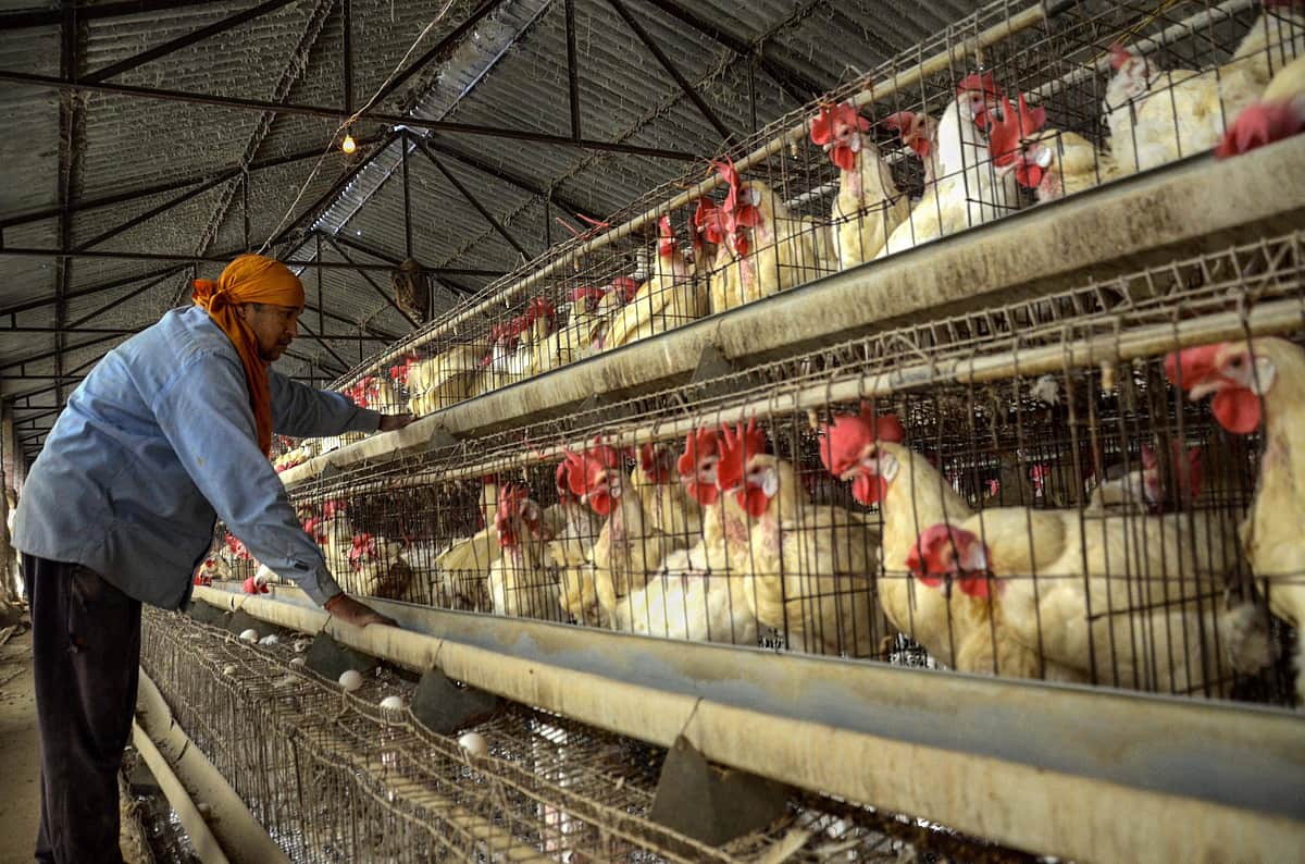 மகாராஷ்டிரத்தில் 2 மாவட்டங்களில் 2,000-க்கும் மேற்பட்ட பறவைகள் அழிப்பு