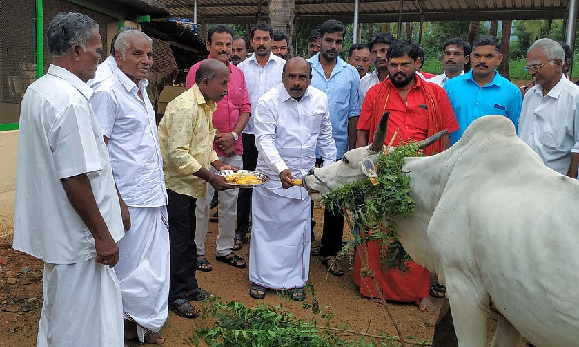 கோவிந்தப்பேரியில்மாட்டுப் பொங்கல்