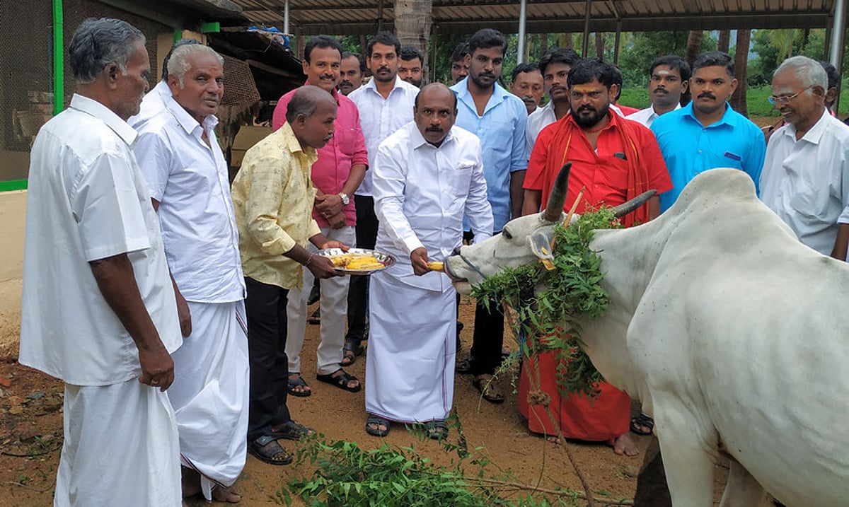 கோவிந்தப்பேரியில்மாட்டுப் பொங்கல்