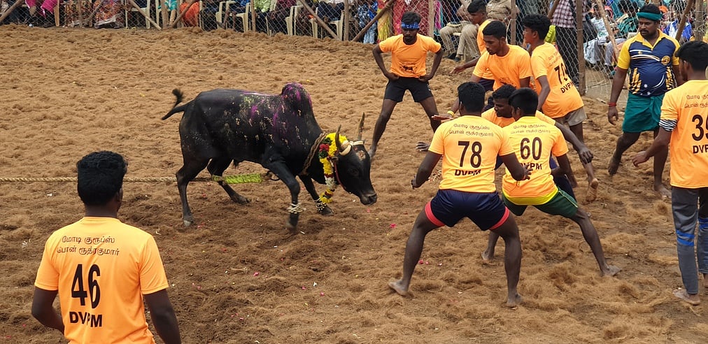 தாராபுரம் அருகே வட மஞ்சுவிரட்டு
