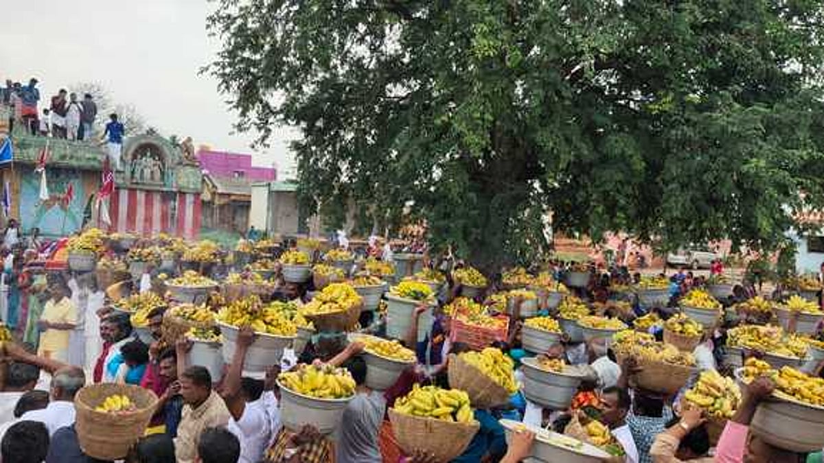 வாழைப்பழம் சூறையிட்டு பக்தா்கள் நோ்த்திக்கடன்