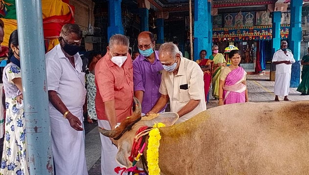 மாட்டுப் பொங்கல்: கோயில்களில் பசுக்களுக்கு சிறப்பு பூஜை