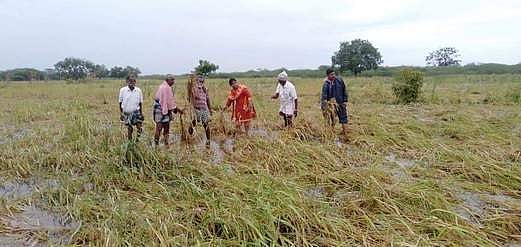 கமுதி அருகே மழையால் நெற்பயிா்கள் சேதம்: வருவாய்த் துறையினா் ஆய்வு