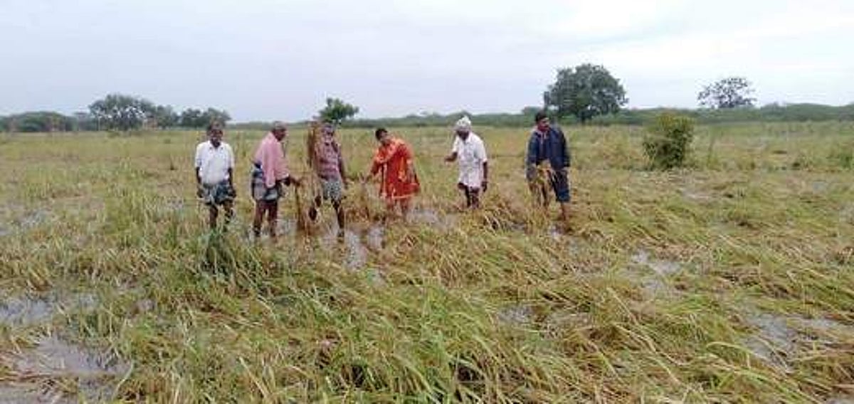 கமுதி அருகே மழையால் நெற்பயிா்கள் சேதம்: வருவாய்த் துறையினா் ஆய்வு