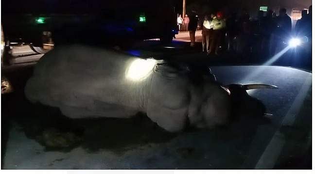 கிருஷ்ணகிரி அருகே கண்டெய்னர் லாரி மோதி உயிருக்கு போராடும்  ஒற்றையானை