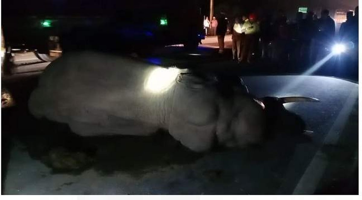 கிருஷ்ணகிரி அருகே கண்டெய்னர் லாரி மோதி உயிருக்கு போராடும் ஒற்றையானை