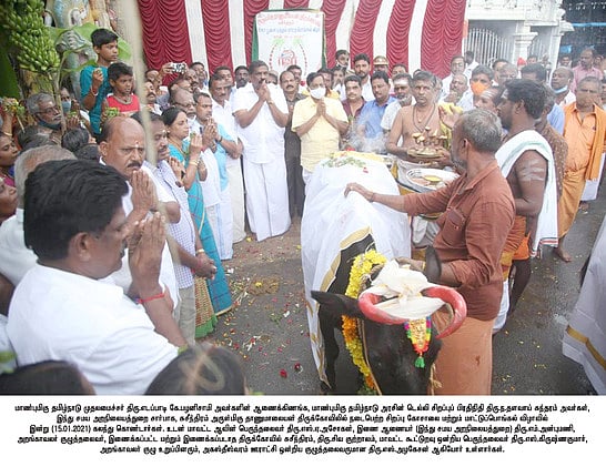 சுசீந்திரம் தாணுமாலயசுவாமி கோயிலில்  மாட்டுப் பொங்கல் விழா