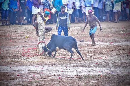 கே. ராயபுரத்தில் மஞ்சுவிரட்டு
