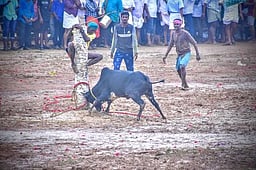 கே. ராயபுரத்தில் மஞ்சுவிரட்டு