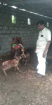 பல்லடத்தில் இரண்டு கன்றுகளை ஈன்ற பசு மாடு