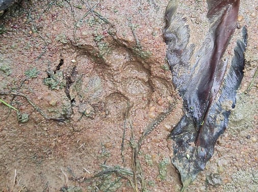 கொம்பன்குளம் பகுதியில் சிறுத்தை நடமாட்டம்?