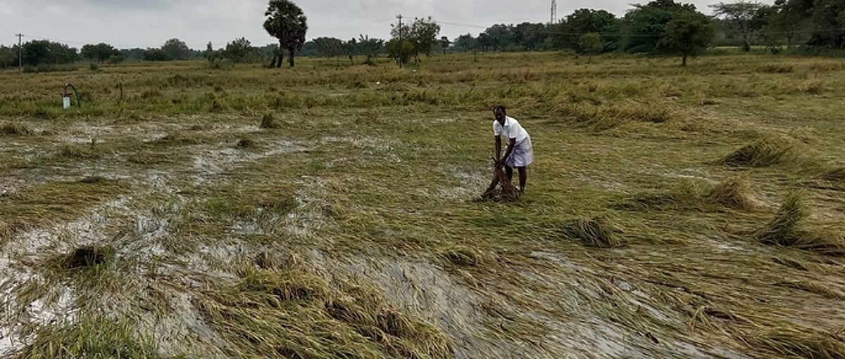 திருமருகல் ஒன்றியத்தில் 20 ஆயிரம் ஏக்கா் நெற்பயிா்கள் நீரில் மூழ்கின: விவசாயிகள் வேதனை