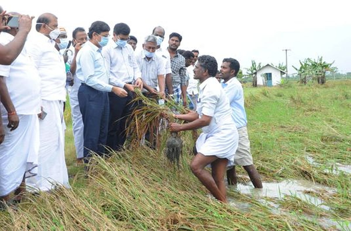 பயிா்கள் பாதிப்பு: கணக்கெடுப்புப் பணிகளை விரைந்து முடிக்க அறிவுறுத்தல்