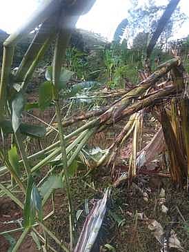 வாழைத்தோட்டத்தில் புகுந்து காட்டு யானை அட்டகாசம்