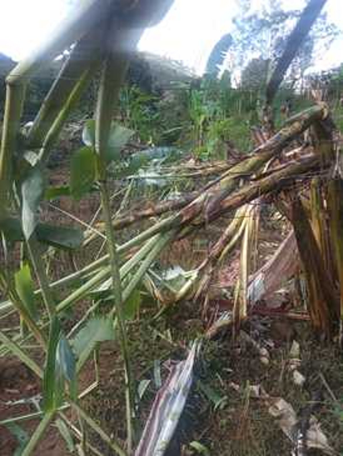 வாழைத்தோட்டத்தில் புகுந்து காட்டு யானை அட்டகாசம்