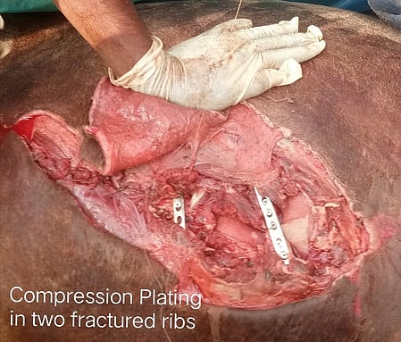 காயமடைந்த மஞ்சு விரட்டு காளைக்கு வேலூரில் அதிநவீன அறுவை சிகிச்சை: தமிழகத்தில் முதல்முறை