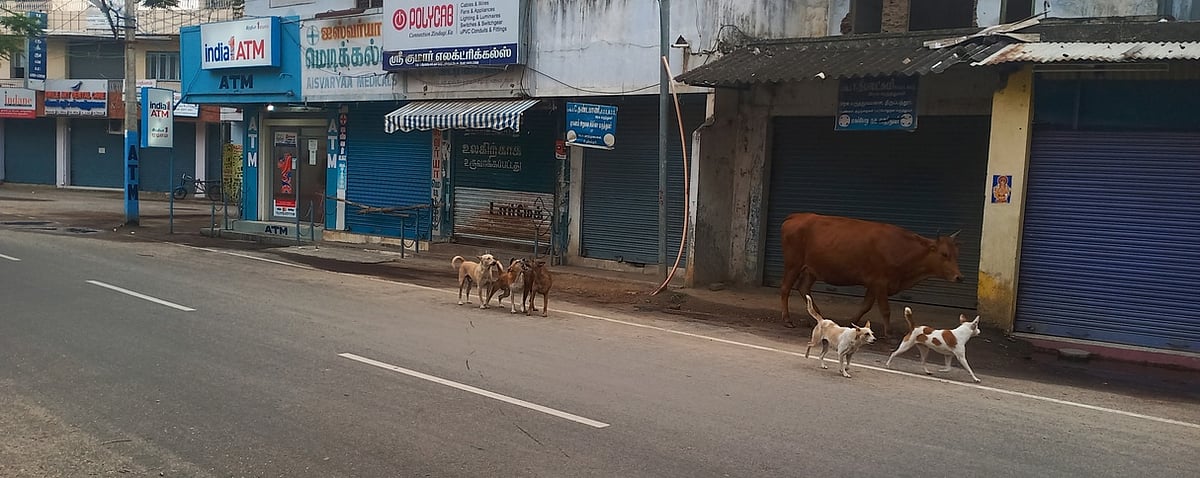திருப்பத்தூரில் தெரு நாய்கள் தொல்லை: நடவடிக்கை எடுக்க நகராட்சிக்கு கோரிக்கை