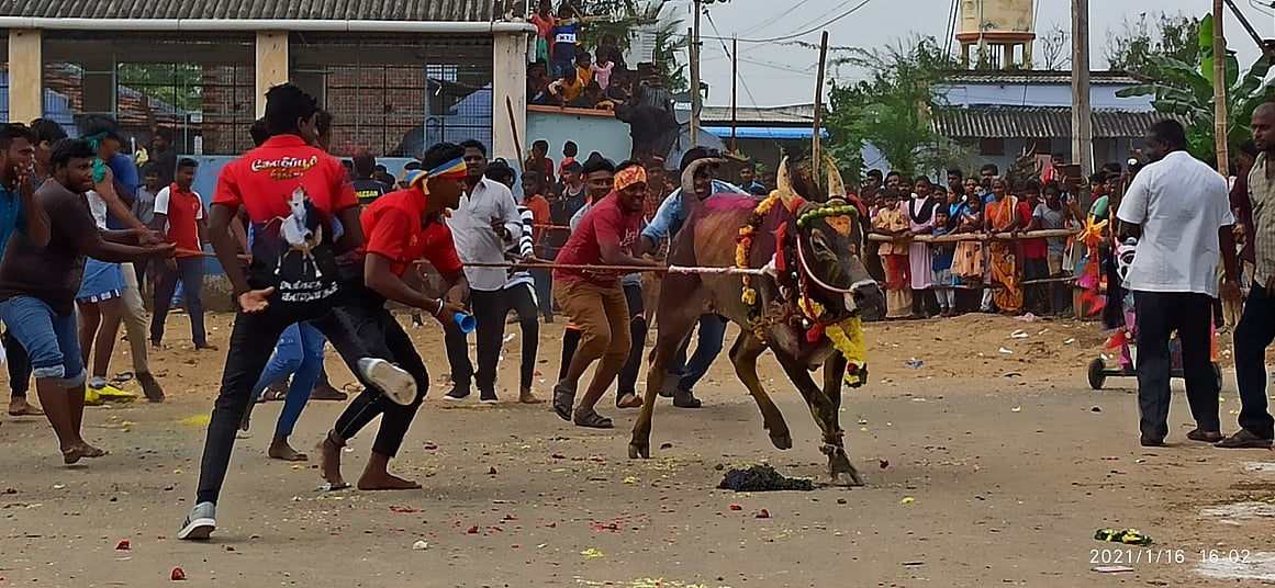 காளிங்கனூரில்  எருதாட்டம் விழா