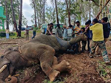 லாரி மோதியதில் படுகாயமடைந்த யானைக்கு அய்யூரில் தீவிர சிகிச்சை