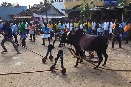 ஆரோவில் அருகே மஞ்சு விரட்டு