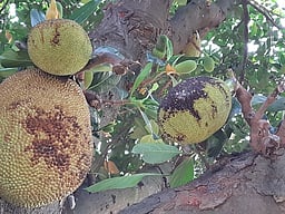 தொடா் மழையால் உதிரும் பலா காய்கள்