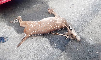 கம்பி வேலியில் சிக்கி புள்ளிமான் பலி