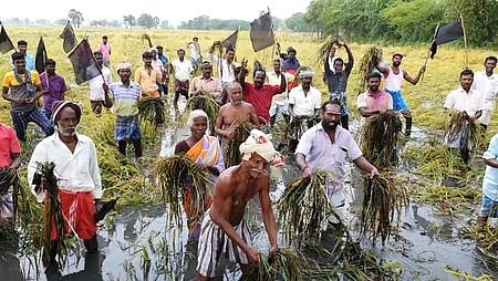 பாதிக்கப்பட்ட நெற்பயிா்களுக்கு நிவாரணம் கோரி வயலில் இறங்கி விவசாயிகள் போராட்டம்