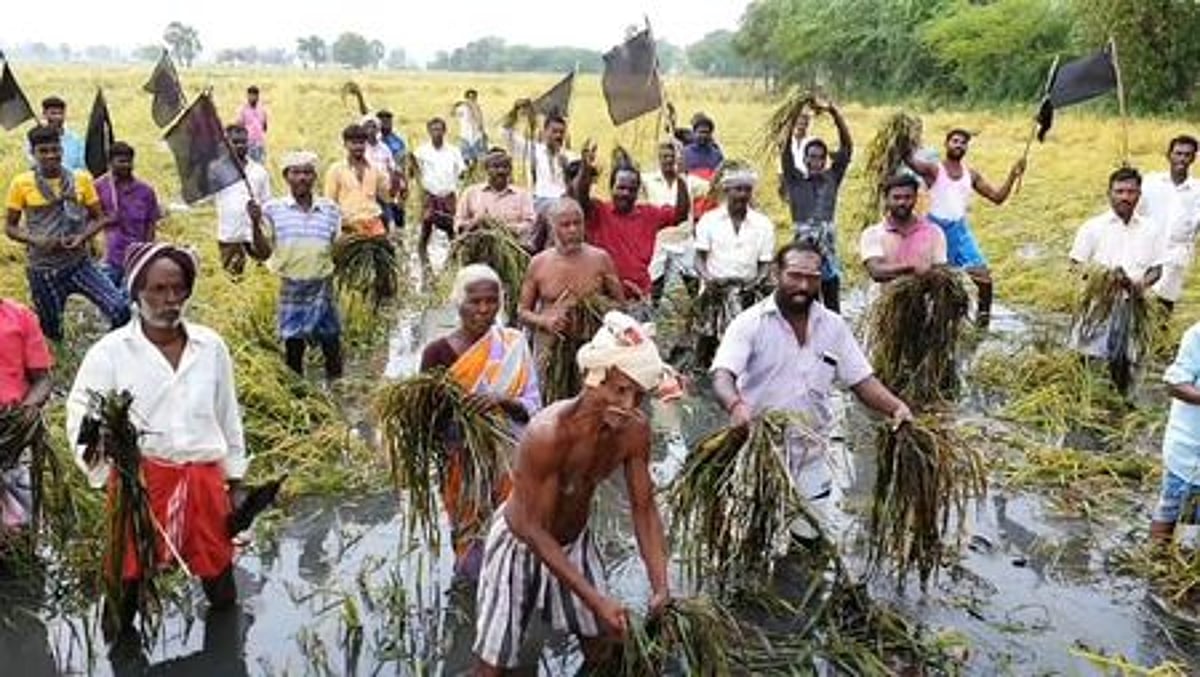 பாதிக்கப்பட்ட நெற்பயிா்களுக்கு நிவாரணம் கோரி வயலில் இறங்கி விவசாயிகள் போராட்டம்