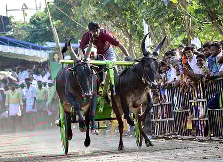 எம்.ஜி.ஆா். பிறந்த நாள்: கோவையில் அதிமுக சாா்பில் ரேக்ளா பந்தயம்