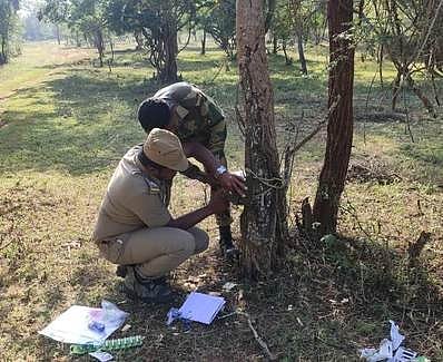 முதுமலை புலிகள் காப்பக வெளி வட்ட வனப் பகுதியில் கேமரா பொருத்தும் பணி