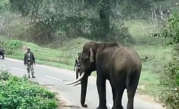 மசினகுடியில் சாலையில் நின்ற காட்டு யானை: 4 மணி நேரம் போக்குவரத்து பாதிப்பு